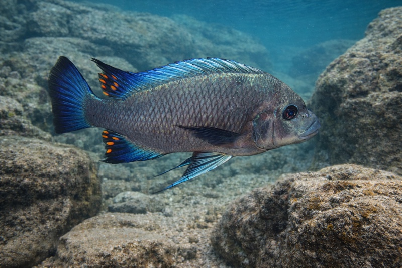Petrochromis sp. 'blue giant' Cape Mpimbwe